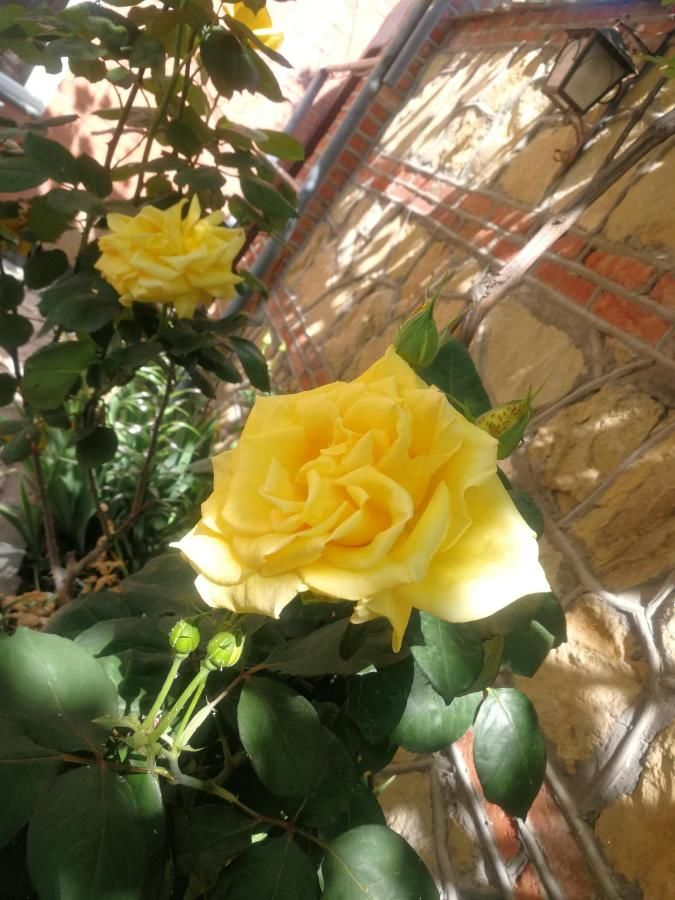 Проживание в семье 花中城-florette palace hotel Тбилиси-17