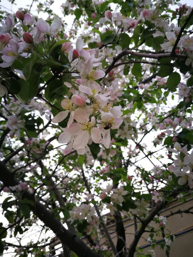 Проживание в семье 花中城-florette palace hotel Тбилиси-26